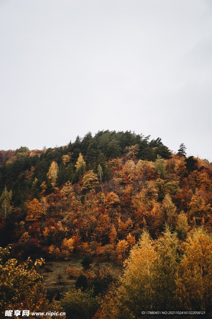 山林