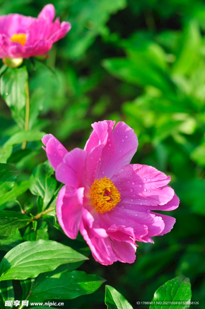 芍药