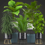 3D盆栽植物