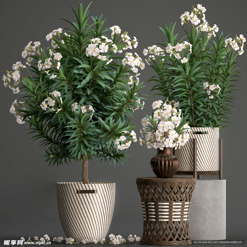 3D盆栽植物