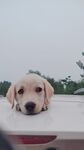 狗狗