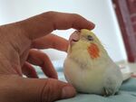鹦鹉