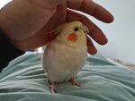 鹦鹉