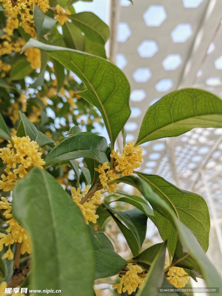桂花