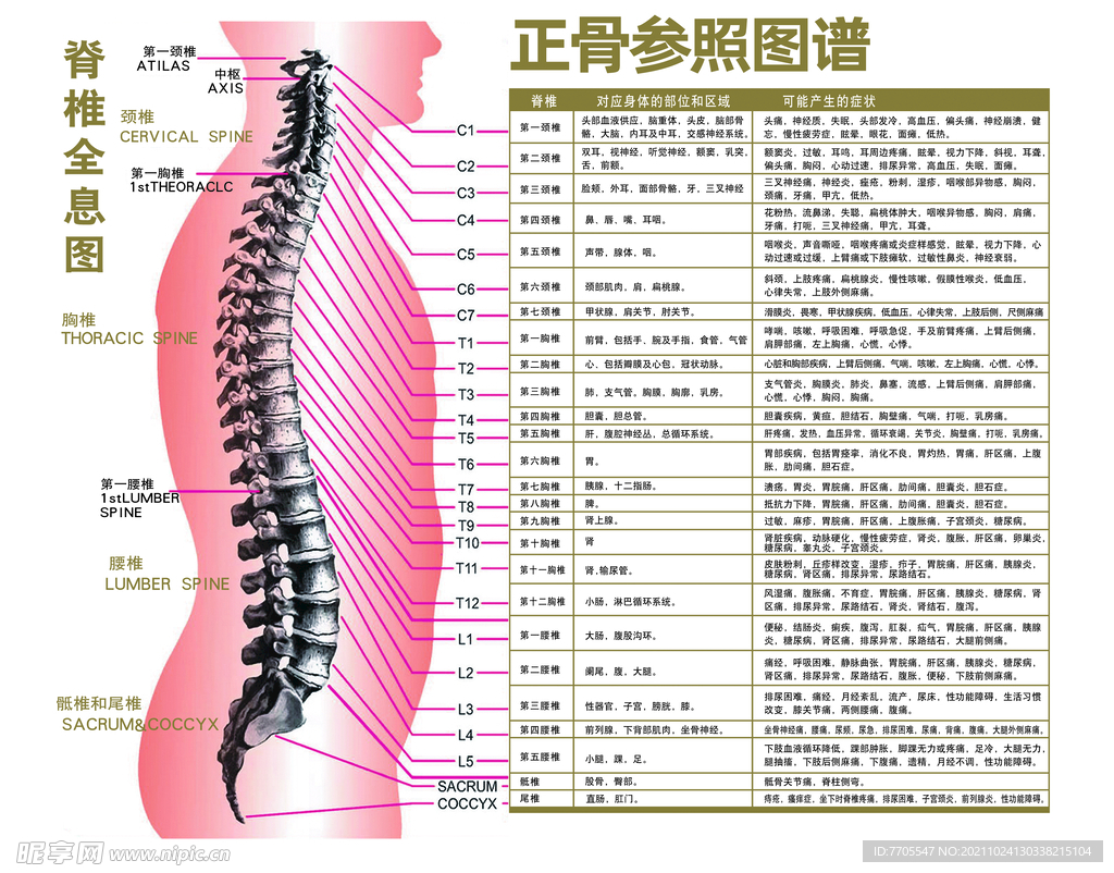 脊柱全息图