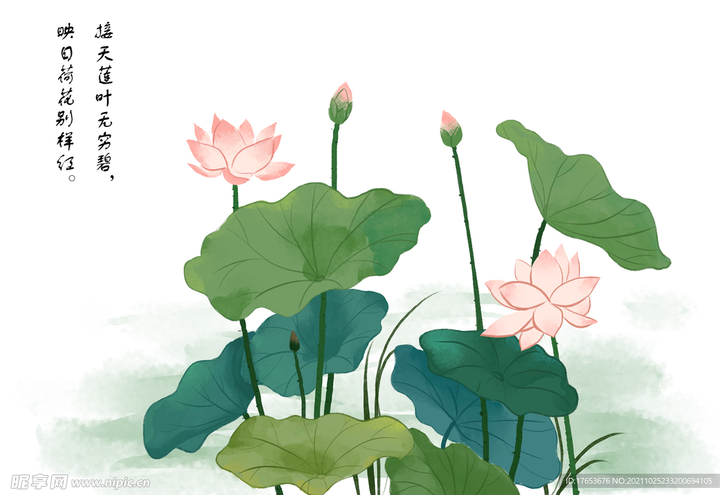 手绘荷花