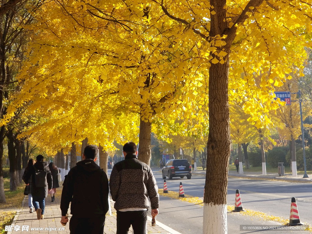 秋天路边金色黄色的银杏树和黄叶