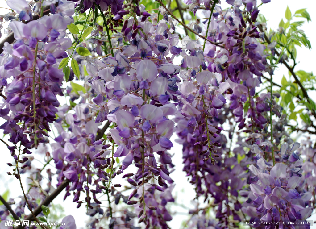 槐花 