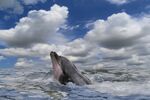 海豚