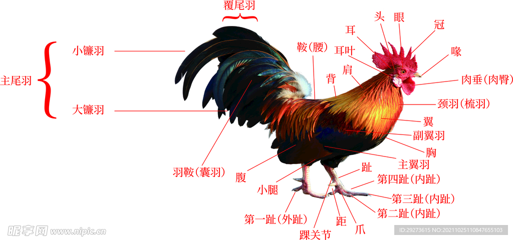 公鸡部位图高清版