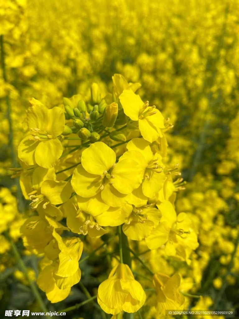 油菜花