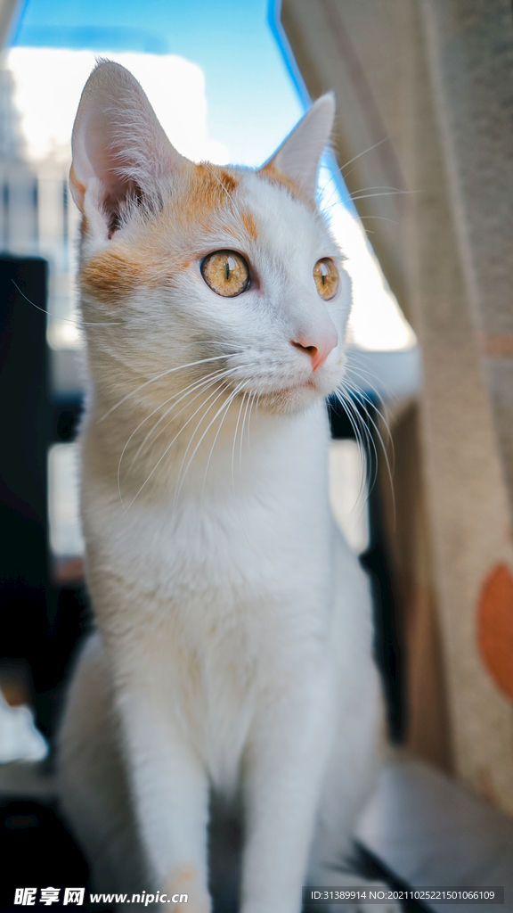 猫