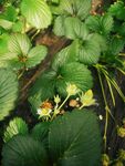 蜜蜂草莓花采蜜