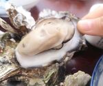 生蚝牡蛎