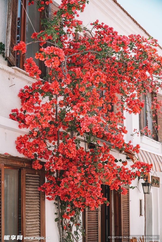 墙外 花朵 红色