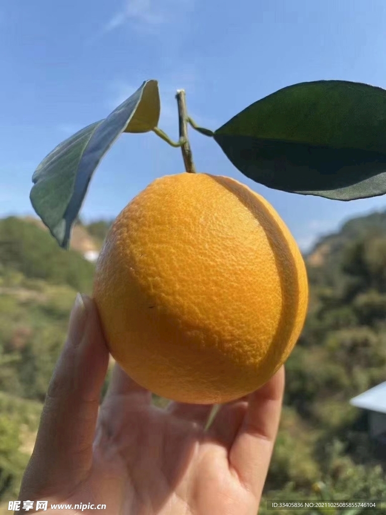 赣南脐橙