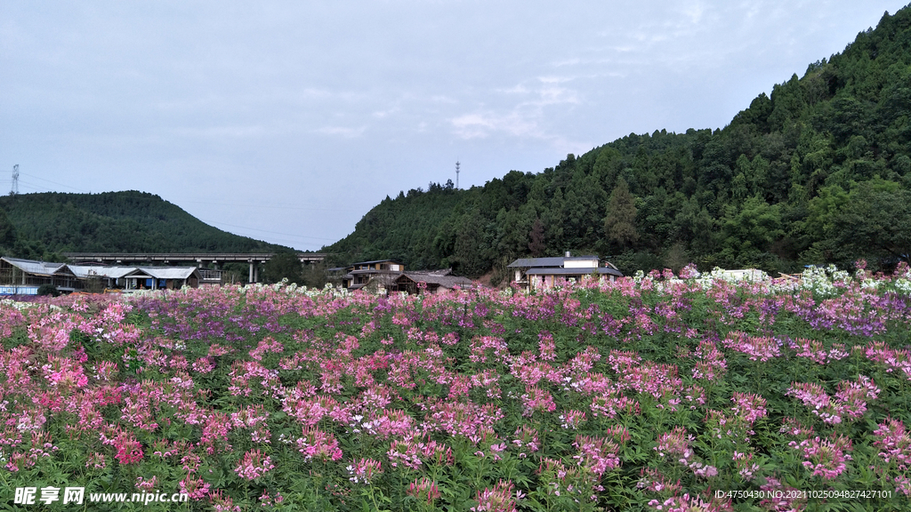 花海