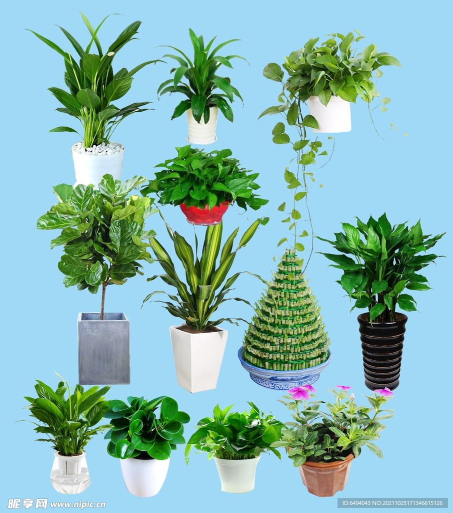 透明绿色植物