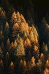 山林