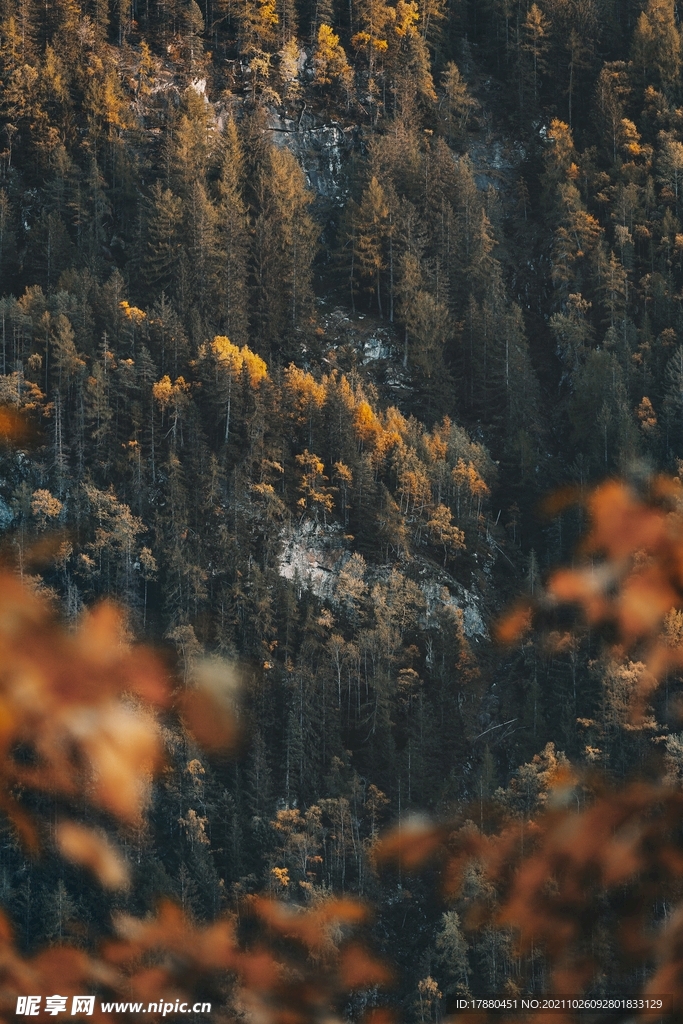 山林