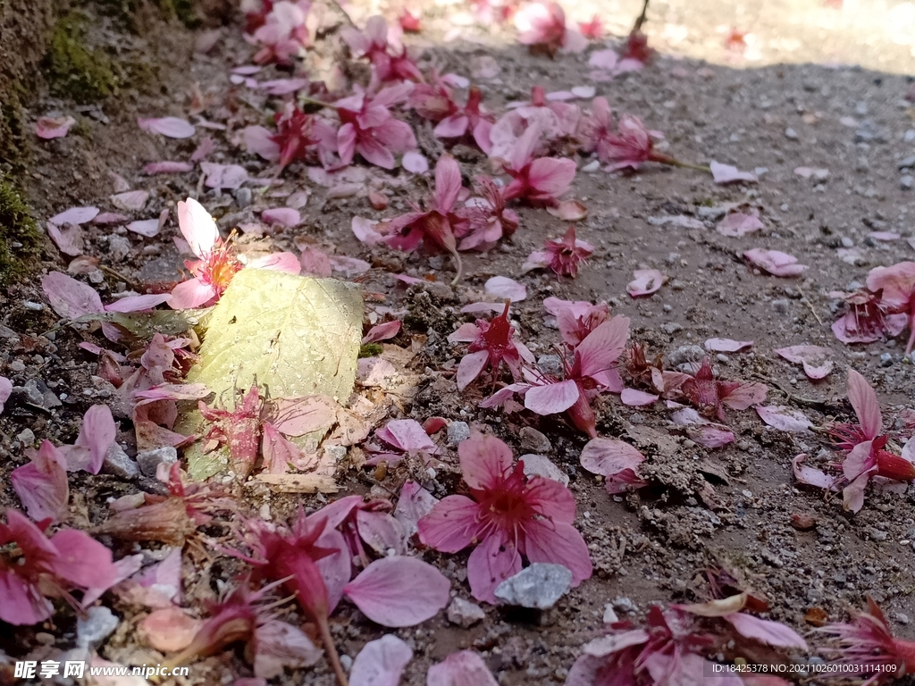 落花