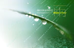 水滴  露  绿色