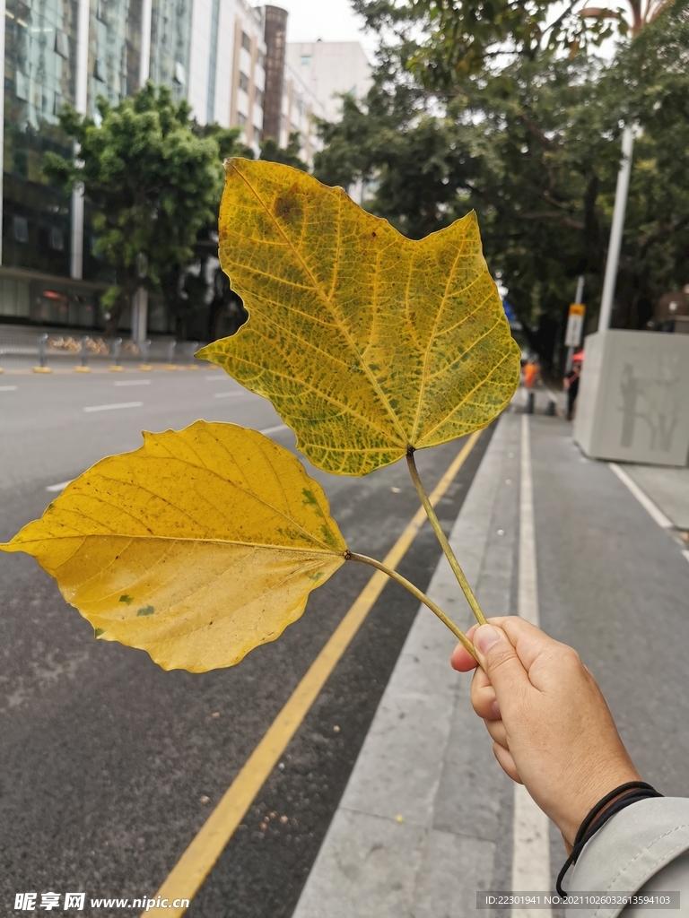 黄叶 落叶