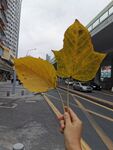 黄叶 落叶