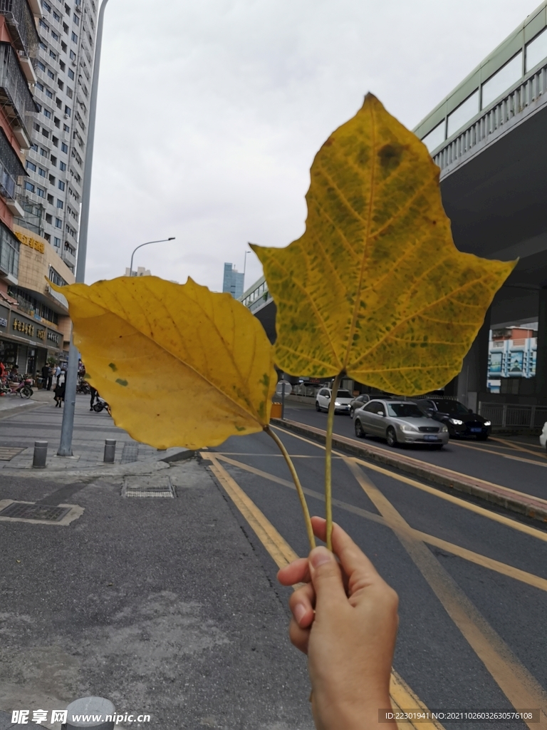 黄叶 落叶