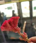 鸡冠花