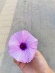 牵牛花