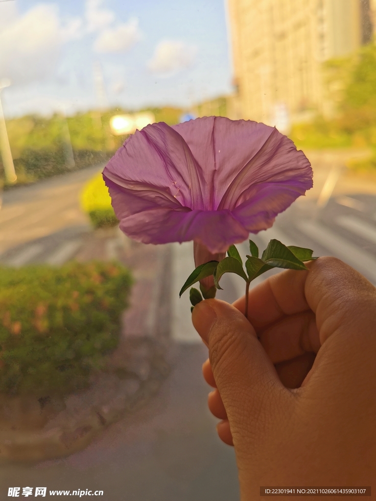 牵牛花 喇叭花 打碗花