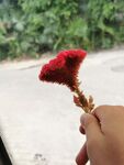 鸡冠花