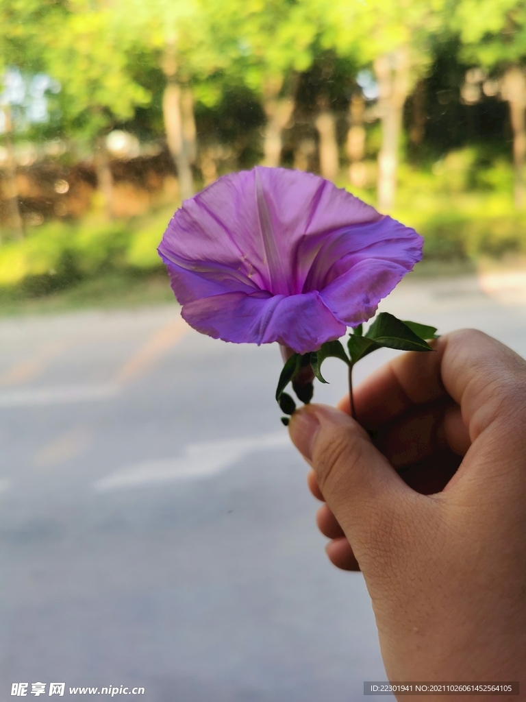 牵牛花 喇叭花 打碗花