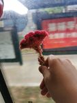 鸡冠花 