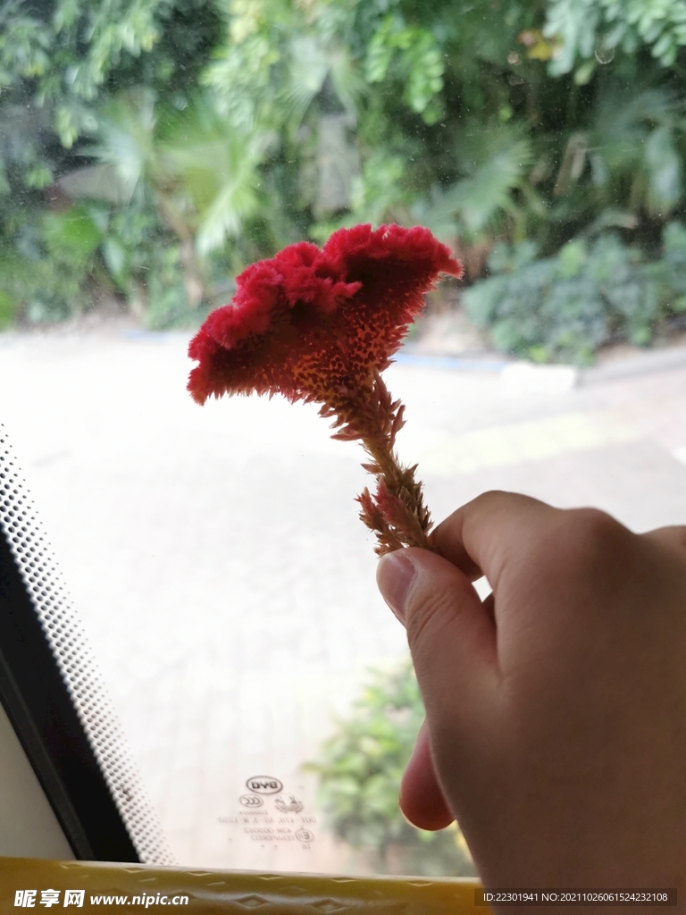 鸡冠花 
