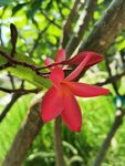 红鸡蛋花