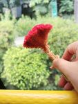 鸡冠花 