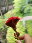 鸡冠花 