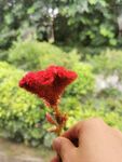 鸡冠花 