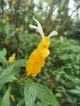 金苞花 