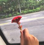 鸡冠花