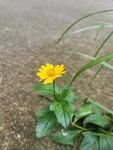 蟛蜞菊 