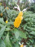 金苞花 