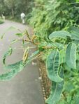 毛毛虫 绿植 小路