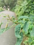 毛毛虫 绿植