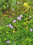 牵牛花 