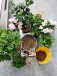 绿植