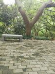 弓型树