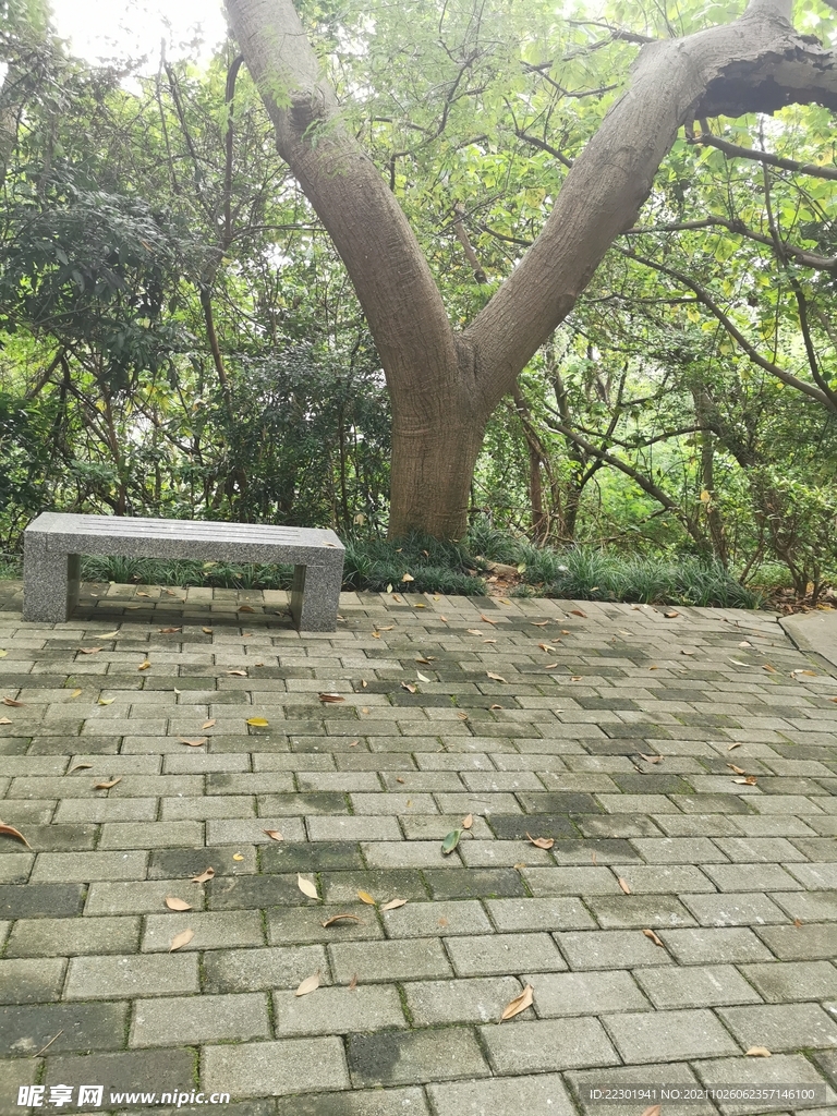弓型树